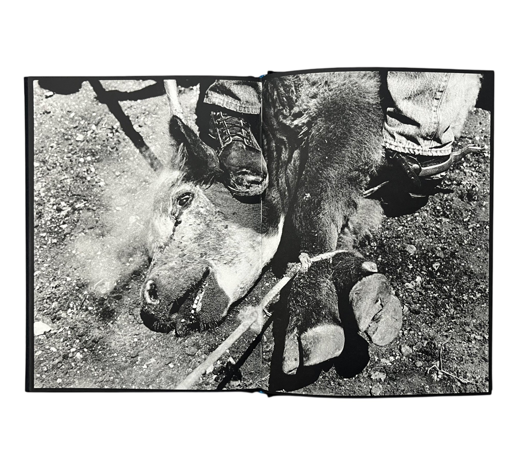 Michael Light: Ranch