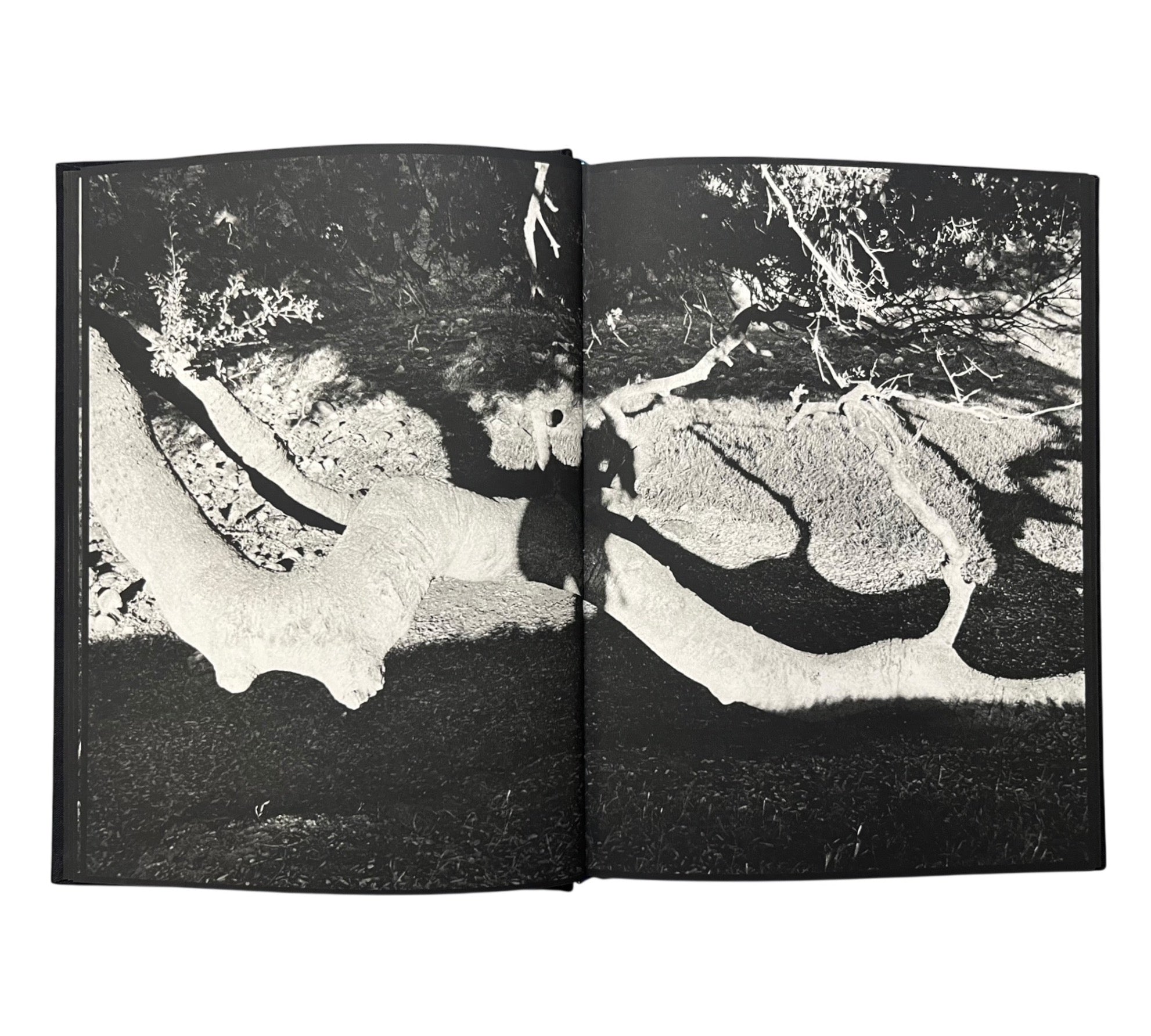 Michael Light: Ranch