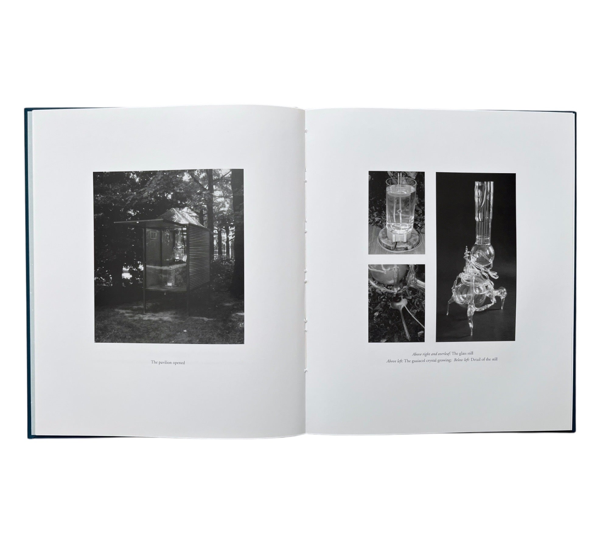 Paul Etienne Lincoln: The Purification of fagus sylvatica var pendula