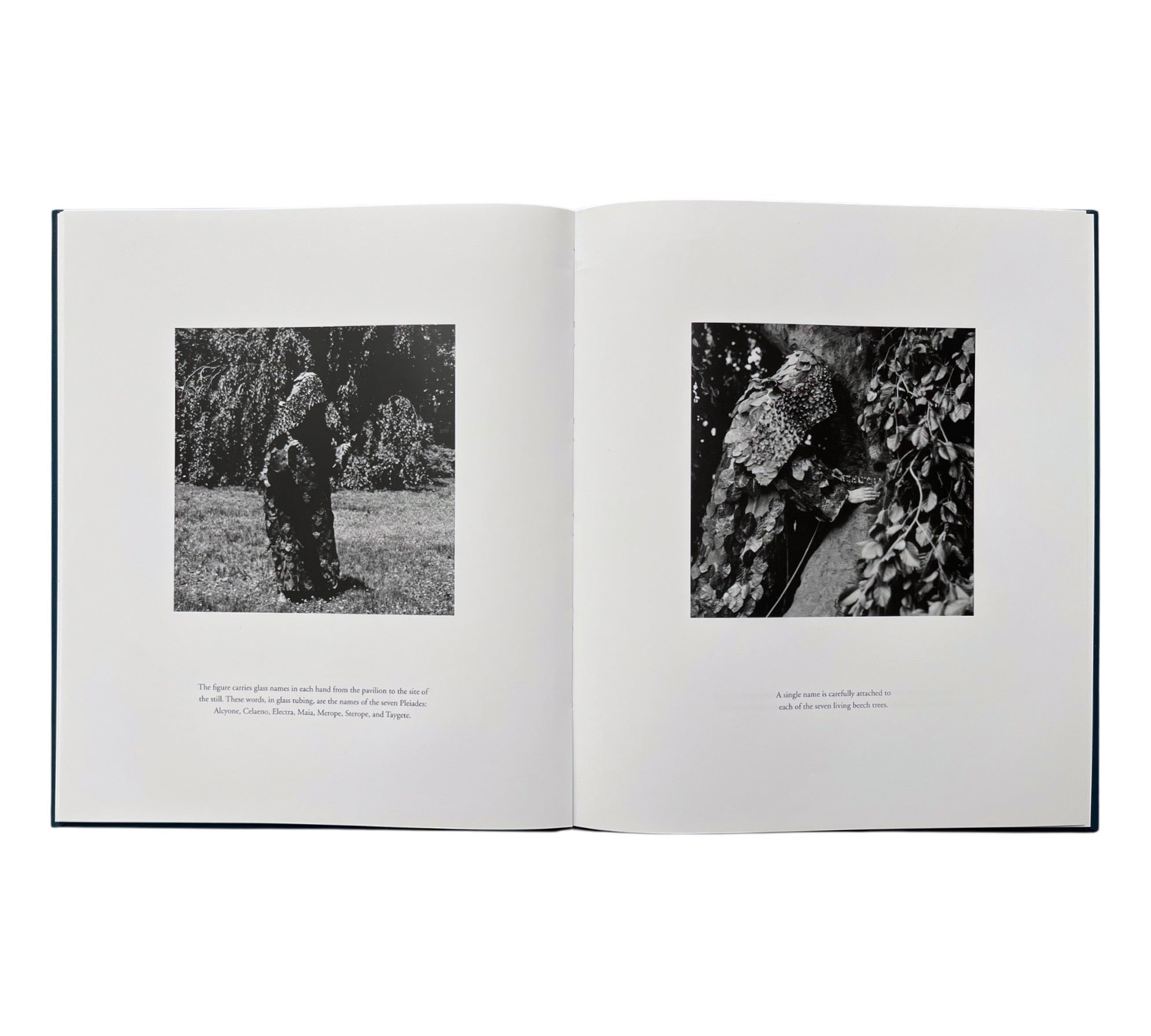 Paul Etienne Lincoln: The Purification of fagus sylvatica var pendula